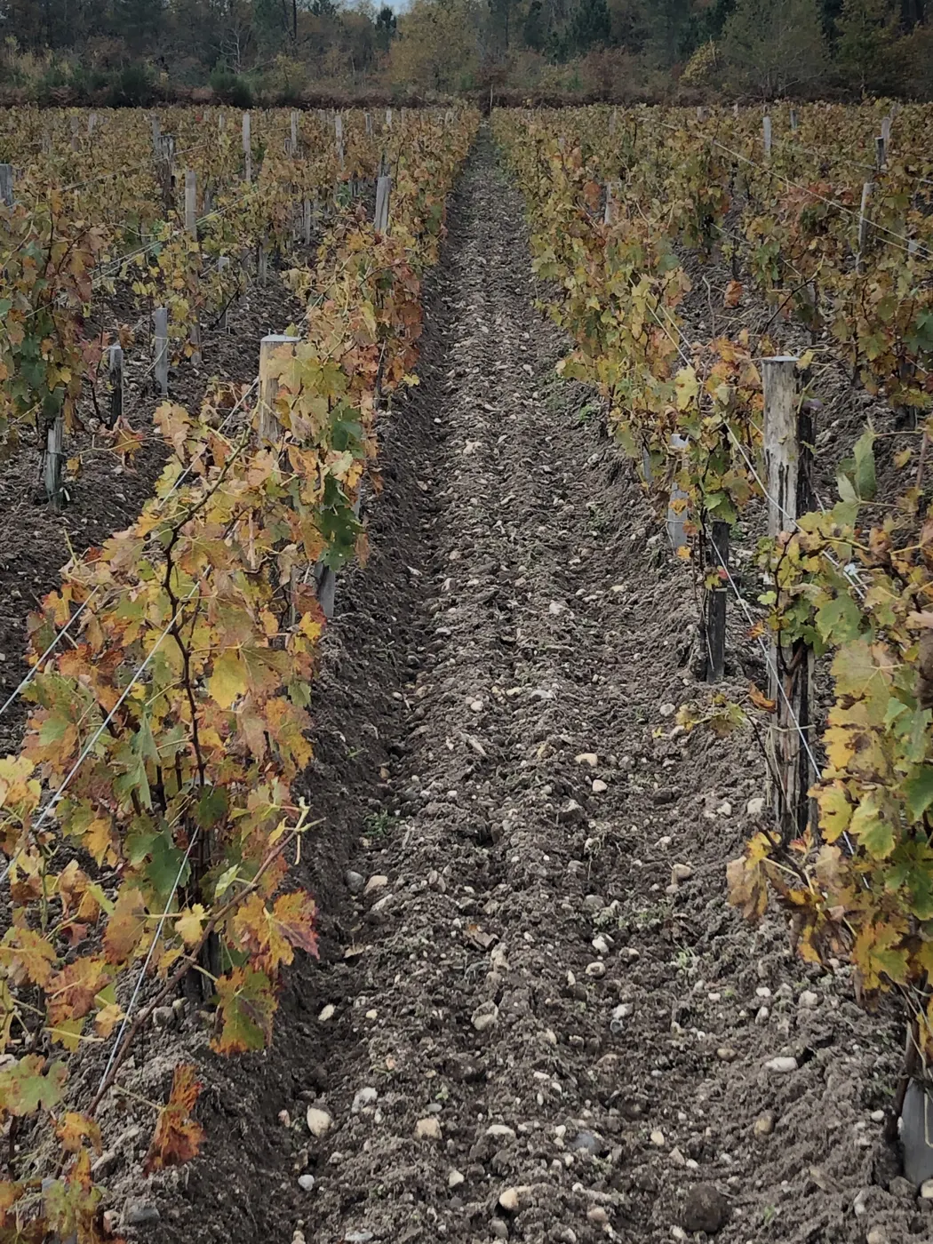 Galets et graves entre deux rangs de vigne