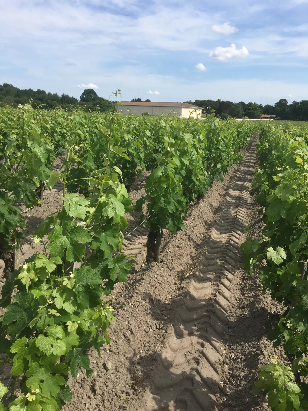 Les rangs de vigne au printemps, la maison au fond