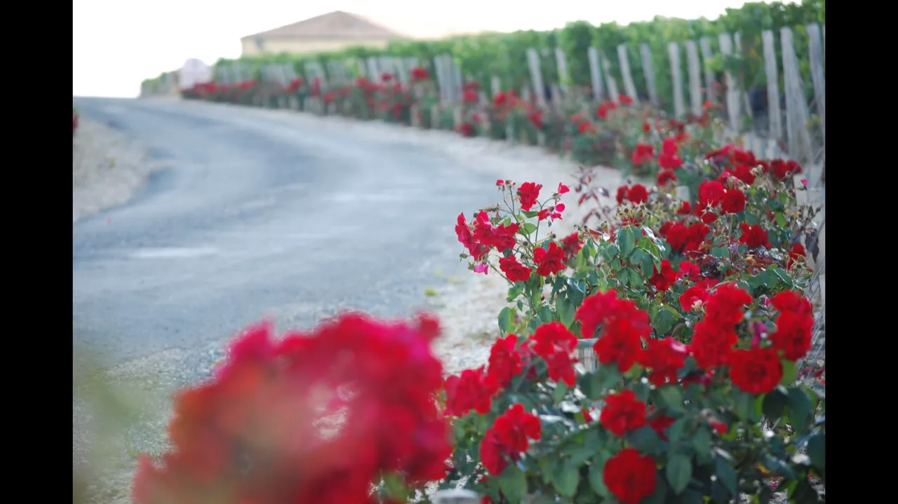 Des rosiers rouges en tête des rangs de vigne, le long du chemin du château